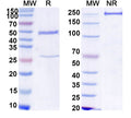SDS-PAGE for InVivoMAb Anti-Mouse TIGIT Antibody (4D4)