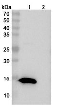 Western blot analysis was performed using anti-TIGIT monoclonal antibody at 1ug/mL on various samples.
Lane 1: recombinant mouse TIGIT  (Catalog No: MS739012)
Lane 2: negative control