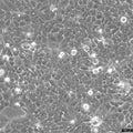 MS751 cell