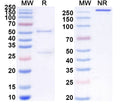 SDS-PAGE for Anti-Mouse SHH Antibody (6D7)