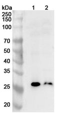Western blot analysis was performed using anti-ADIPOQ polyclonal antibody at 1ug/mL on various samples.
Lane 1: Mouse heart lysate
Lane 2: Mouse skeletal muscle lysate