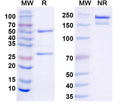 SDS-PAGE for InVivoMAb Anti-Mouse CD279/PDCD1/PD1 (Iv0010).