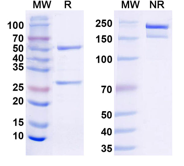 SDS-PAGE for InVivoMAb Anti-Mouse CD279/PDCD1/PD1 (Iv0010).