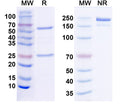 SDS-PAGE for InVivoMAb Anti-Mouse CD279/PDCD1/PD1 Antibody (RMP1-14).