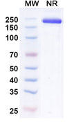 SDS-PAGE for InVivo Plus Anti-Mouse CD279/PDCD1/PD1 Antibody (RMP1-14).