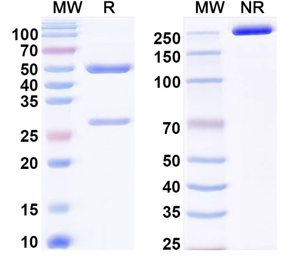 SDS-PAGE for InVivoMAb Anti-Mouse PD-1 & PD-L1 Bispecific Antibody (Iv0240)