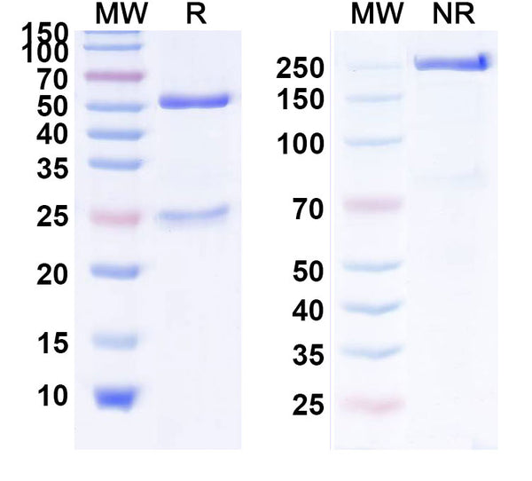 SDS-PAGE for InVivoMAb Anti-Mouse CD279/PDCD1/PD1 Antibody (RMP1-14) (D265A)