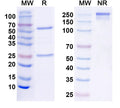 SDS-PAGE for nVivoMAb Anti-Mouse CD279/PDCD1/PD1 Antibody (RMP1-14) (D265A)