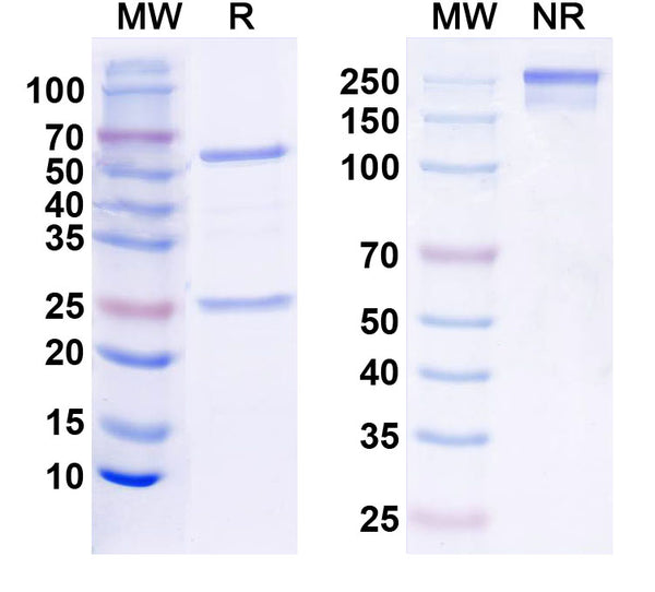 SDS-PAGE for nVivoMAb Anti-Mouse CD279/PDCD1/PD1 Antibody (RMP1-14) (D265A)