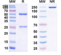 SDS-PAGE for InVivo Plus Anti-Mouse CD279/PDCD1/PD1 Antibody (29F.1A12)