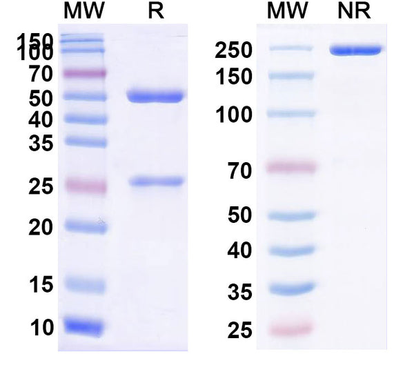 SDS-PAGE for InVivo Plus Anti-Mouse CD279/PDCD1/PD1 Antibody (29F.1A12)