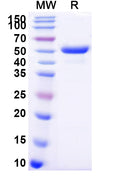 Recombinant Mouse EFNB3 Protein, C-Fc