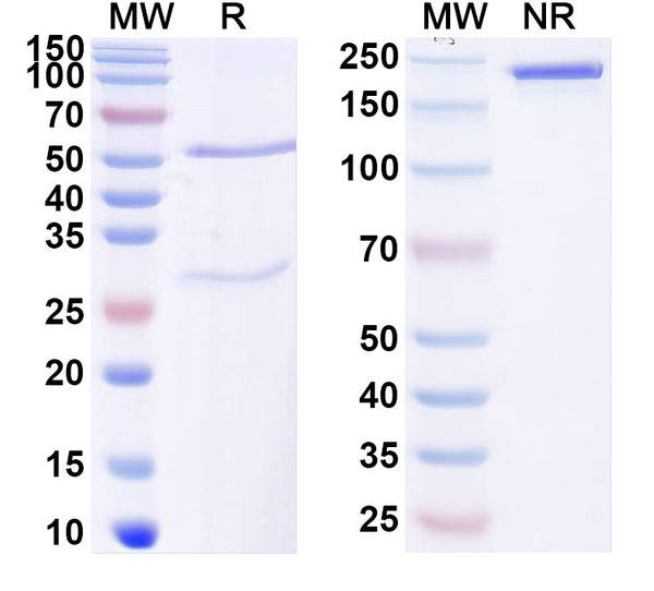 SDS-PAGE for Anti-Mouse ZNF423 Antibody (N328B/37R).