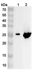Western blot analysis was performed using anti-GSTA3 polyclonal antibody at GSTA3 on various samples.
Lane 1: Rat testis lysate
Lane 2: Mouse liver lysate