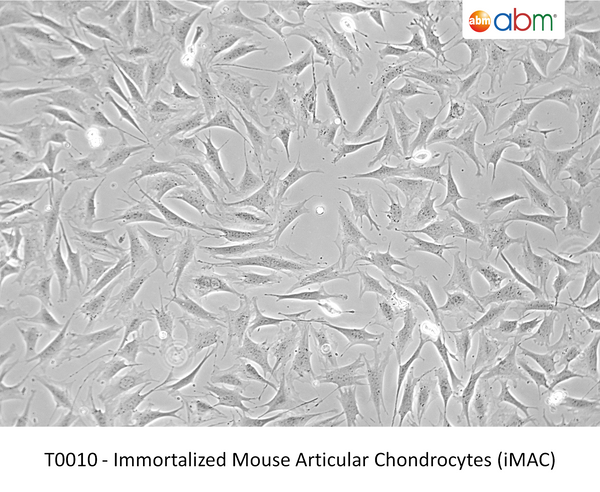 Immortalized Mouse Articular Chondrocytes (iMAC) | Applied Biological Materials (abm)
