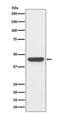 Western blot analysis of HA-tag fusion protein, using HA tag Antibody