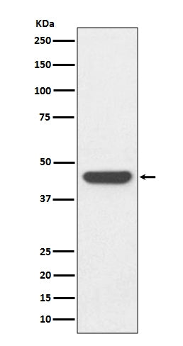 Western blot analysis of HA-tag fusion protein, using HA tag Antibody
