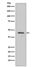 Western blot analysis of extracts from v5-tag fusion protein, using V5 tag antibody.