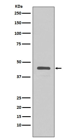Western blot analysis of extracts from v5-tag fusion protein, using V5 tag antibody.