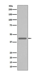 Anti-VSV-G-Tag Rabbit Monoclonal Antibody