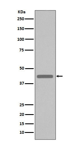 Anti-VSV-G-Tag Rabbit Monoclonal Antibody