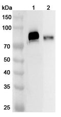Western blot analysis was performed using anti-TREH polyclonal antibody at 1ug/mL on various samples.
Lane 1: Mouse small intestine lysate
Lane 2: Rat small intestine lysate
