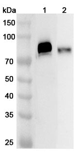 Western blot analysis was performed using anti-TREH polyclonal antibody at 1ug/mL on various samples.
Lane 1: Mouse small intestine lysate
Lane 2: Rat small intestine lysate