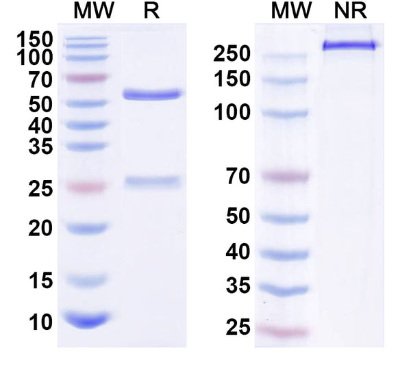 SDS-PAGE for Anti-Mouse CD304/NRP1 Antibody (YW64.3)