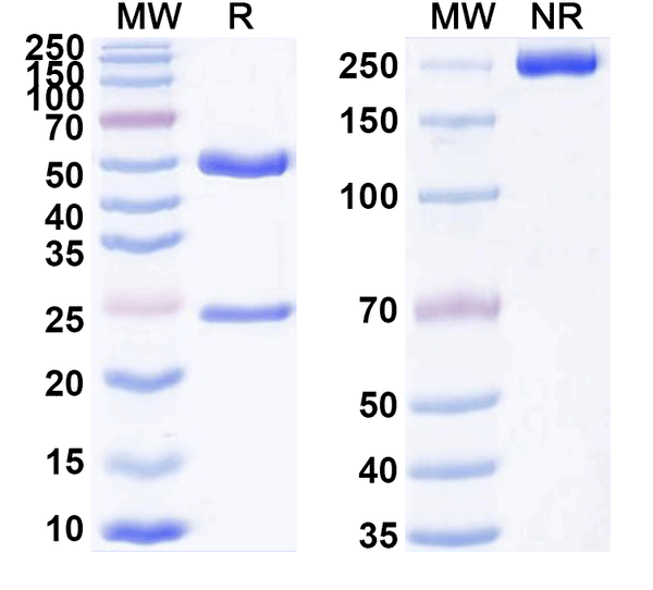 SDS-PAGE for Anti-Mouse CD304/NRP1 Antibody (YW64.3)