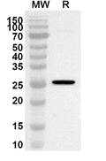 Western blot analysis was performed using anti-Mouse QSOX1 polyclonal antibody at 1ug/mL on recombinant Mouse QSOX1 (Catalog No. MT107012).