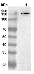 Western blot analysis was performed using anti-MATN2 polyclonal antibody at 1ug/mL  on various samples.
Lane 1: Mouse liver lysate