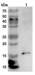Western blot analysis was performed using anti-CCL25 polyclonal antibody at 1ug/mL  on various samples.
Lane 1: Mouse thymus lysate