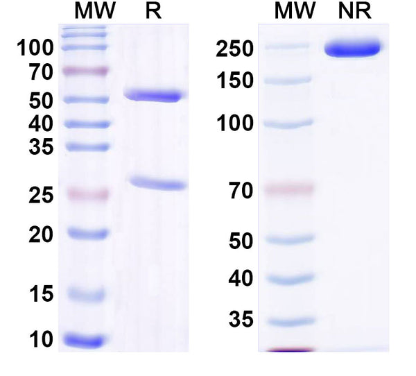 SDS-PAGE for Anti-Mouse NRP2 Antibody (YW68.4.2.36)