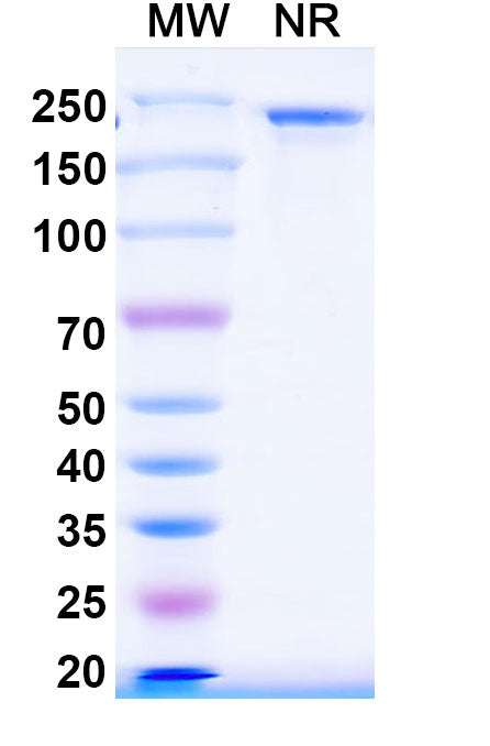 SEC-HPLC detection for Anti-Mouse CD156c/ADAM10 Antibody (8C7).