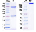 SDS-PAGE for Anti-Mouse CD282/TLR2 Antibody (SAA1384)