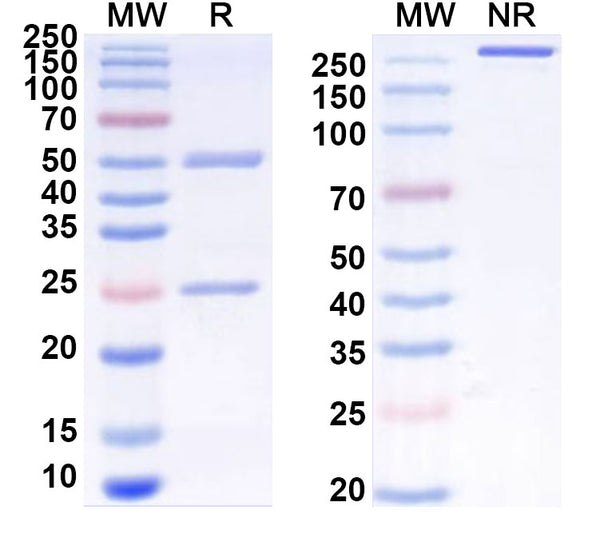 SDS-PAGE for Anti-Mouse CD205/LY75 Antibody (NLDC-145)