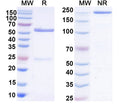 SDS-PAGE for Anti-Mouse PSCA Antibody (SAA2225)