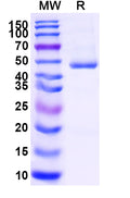 Recombinant Mouse CDw293/BMPR1B Protein, C-Fc