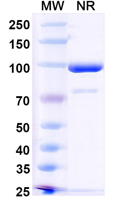 SDS-PAGE for InVivoMAb Anti-Mouse CD254/RANKL Antibody (7C6).