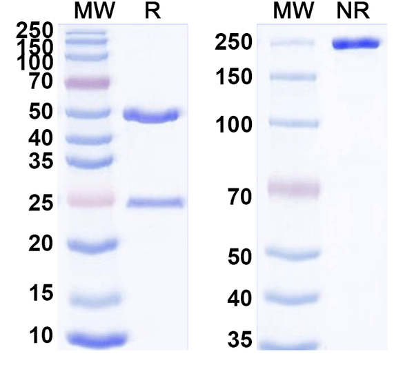 SDS-PAGE for Anti-Mouse CD283/TLR3 Antibody (132-E5)