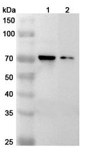 Western blot analysis was performed using anti-IL1RL2 polyclonal antibody at 1ug/mL  on various samples.
Lane 1: K562 cell lysate
Lane 2: HL-60 cell lysate