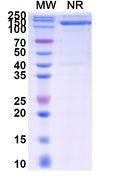 SDS-PAGE for Anti-Mouse IgG1 Fc Antibody (SAA0489)
