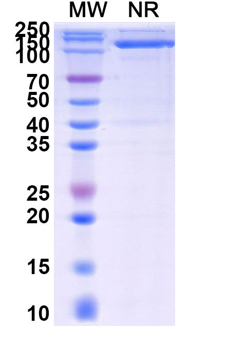 SDS-PAGE for Anti-Mouse IgG1 Fc Antibody (SAA0489)