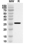 Western blot analysis was performed using anti-Mouse ANGPT4 polyclonal antibody at 1ug/mL on recombinant Mouse ANGPT4 (Catalog No. MV140012).