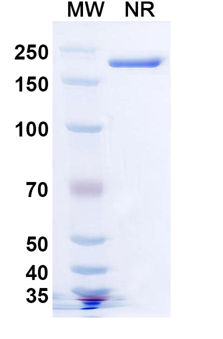SDS-PAGE for Anti-Human/Mouse TREM2 Antibody (al002c).