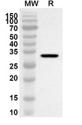 Western blot analysis was performed using anti-Mouse LRIG1 polyclonal antibody at 1ug/mL on recombinant Mouse LRIG1 (Catalog No. MV189012).