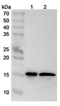Western blot analysis was performed using anti-IL36B polyclonal antibody at 1µg/ml on various samples.
Lane 1: A549 cell lysate
Lane 2: 293T cell lysate