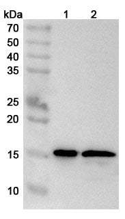 Western blot analysis was performed using anti-IL36B polyclonal antibody at 1µg/ml on various samples.
Lane 1: A549 cell lysate
Lane 2: 293T cell lysate