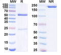SDS-PAGE for Anti-Mouse PCSK9 Antibody (SAA0271).