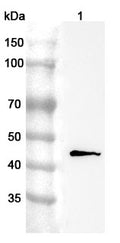 Western blot analysis was performed using anti-GDF7 polyclonal antibody at 1ug/mL on various samples.
Lane 1: HT-29 cell lysate